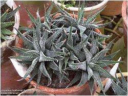 Haworthia fasciata v. variabilis