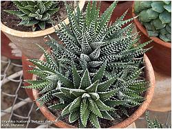 Haworthia fasciata