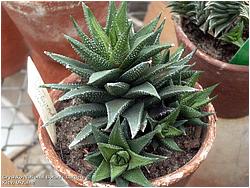 Haworthia icosiphylla