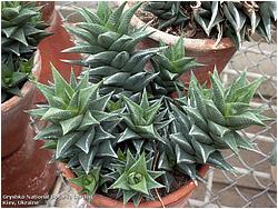 Haworthia tortuosa v. curta