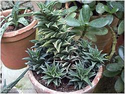 Haworthia tortuosa