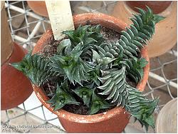 Haworthia viscosa v. torquata