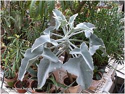 Kalanchoe beharensis