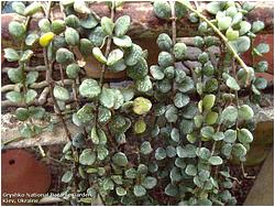 Kalanchoe uniflora