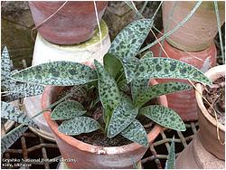 Ledebouria botryoides