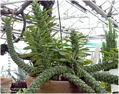 Monadenium stapelioides