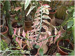 Pedilanthus tithymaloides f. variegata