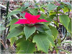 Poinsettia