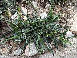 Sansevieria