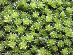 Sedum compactum 