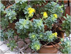 Sedum compressum 