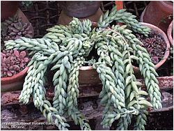 Sedum morganianum