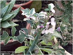 Senecio articulatus f. variegata