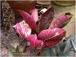 Synadenium grantii f. rubra