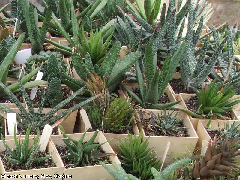 Купить растения, продажа и рассылка почтой, каталог, заказ суккулентов ...