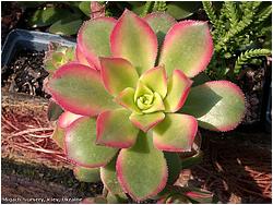 Aeonium cv. Kiwi (decorum, haworthii f.variegata)