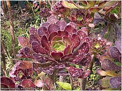 Aeonium arboreum ssp. atropurpureum