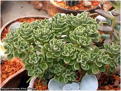 Aichryson (Aeonium) cv. Abbey Brook