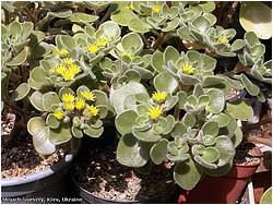 Aichryson (Aeonium) laxum