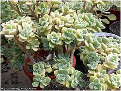 Aichryson (Aeonium) tortuosum 