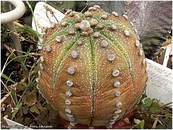 Astrophytum asterias