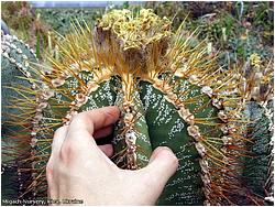 Astrophytum ornatum