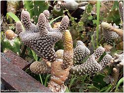 Austrocylindropuntia clavarioides