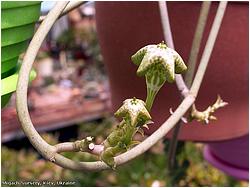 Ceropegia sandersonii