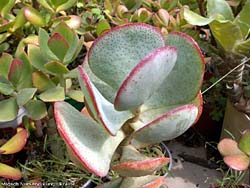 Crassula arborescens