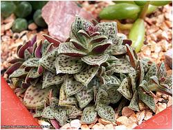 Crassula cooperi (exilis ssp. cooperi) 