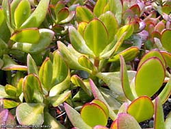 Crassula ovata cv. Solana (var. obliqua f. variegata) 