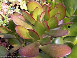 Crassula ovata (portulacea)