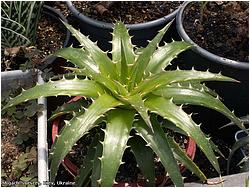 Dyckia sp.