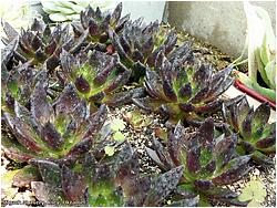 Echeveria affinis