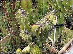 Euphorbia kibwezensis cv. Mandas Cowhorn