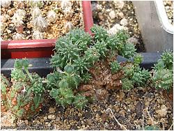 Euphorbia meloformis f. cristata 