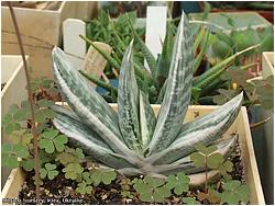 Gasteria