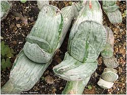 Gasteria gracilis f. variegata