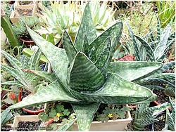 Gasteria excelsa