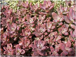Graptoveria cv. Gilva (Graptopetalum paraguayense X Sedum stahlii, Graptosedum cv. Alpenglow)