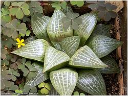 Haworthia emelyae v. comptoniana