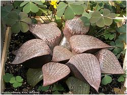 Haworthia emelyae 