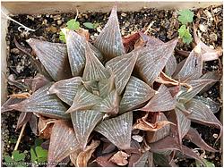 Haworthia magnifica v. mirabilis