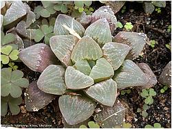 Haworthia pygmaea