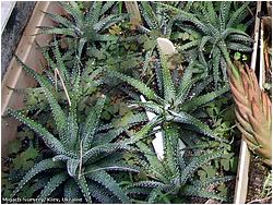 Haworthia radula 