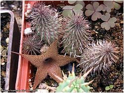 Huernia pillansii