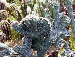 Monvillea spegazzinii f. cristata