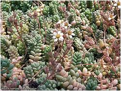 Sedum dasyphyllum (brevifolium, radicans)