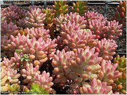 Sedum rubrotinctum cv. Aurora