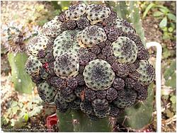 Sulcorebutia rauschii 